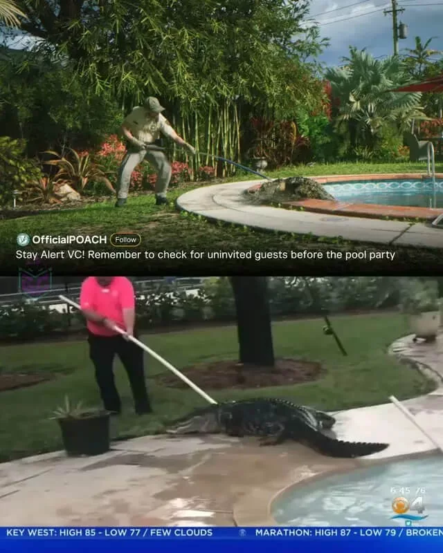 Toutes les références à la réalité trouvées dans le trailer de GTA 6 - image Référence du trailer de GTA 6 montrant un crocodile dans une piscine